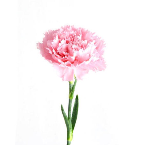 شاخه گل میخک